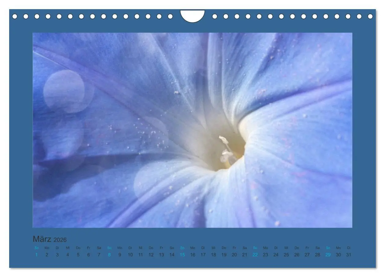 Bild: 9783516228328 | 12 Farben (Wandkalender 2026 DIN A4 quer), CALVENDO Monatskalender