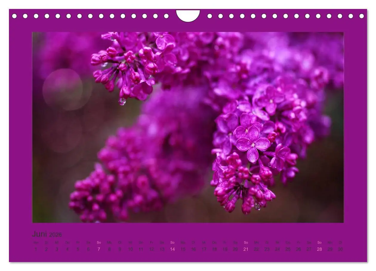 Bild: 9783516228328 | 12 Farben (Wandkalender 2026 DIN A4 quer), CALVENDO Monatskalender