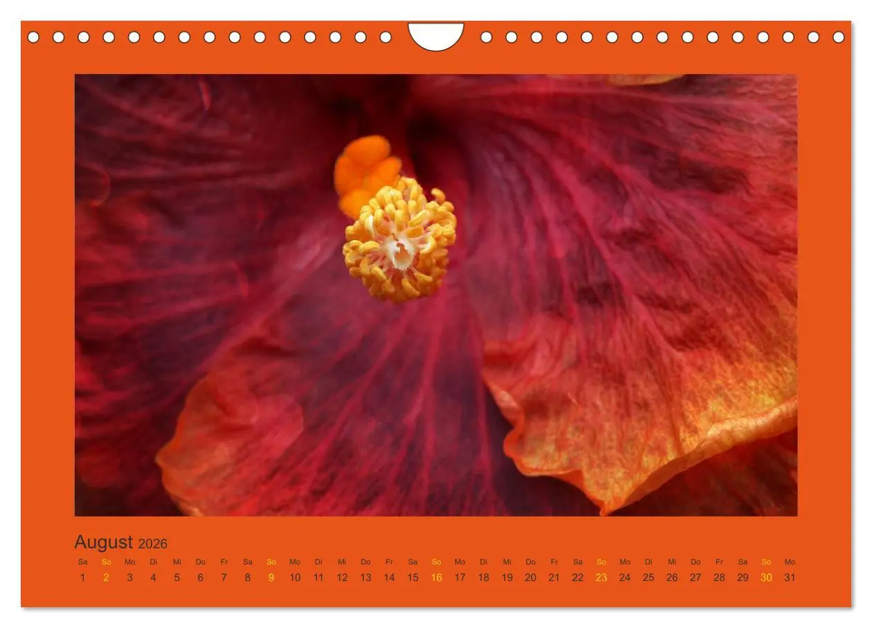 Bild: 9783516228328 | 12 Farben (Wandkalender 2026 DIN A4 quer), CALVENDO Monatskalender