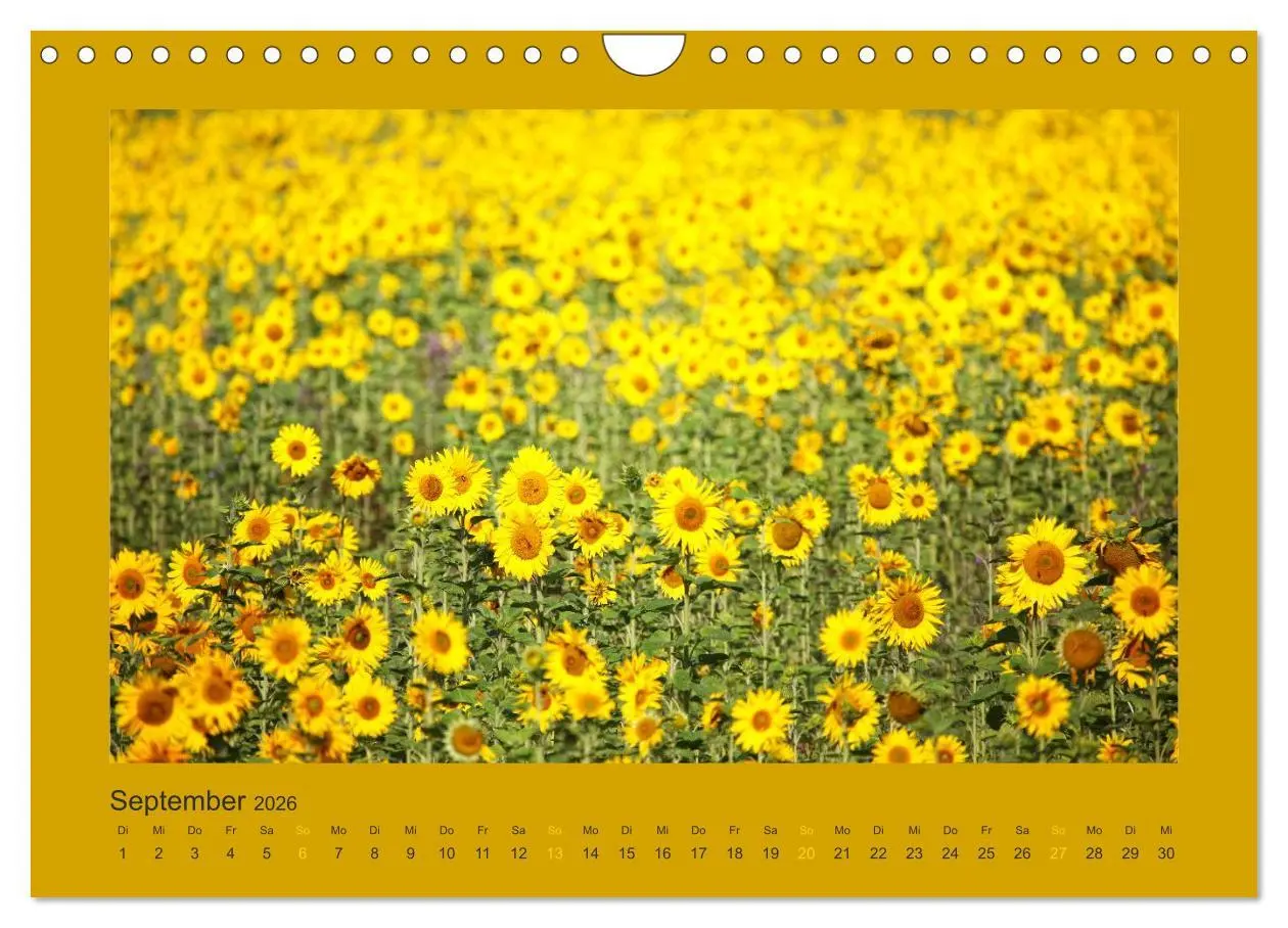 Bild: 9783516228328 | 12 Farben (Wandkalender 2026 DIN A4 quer), CALVENDO Monatskalender