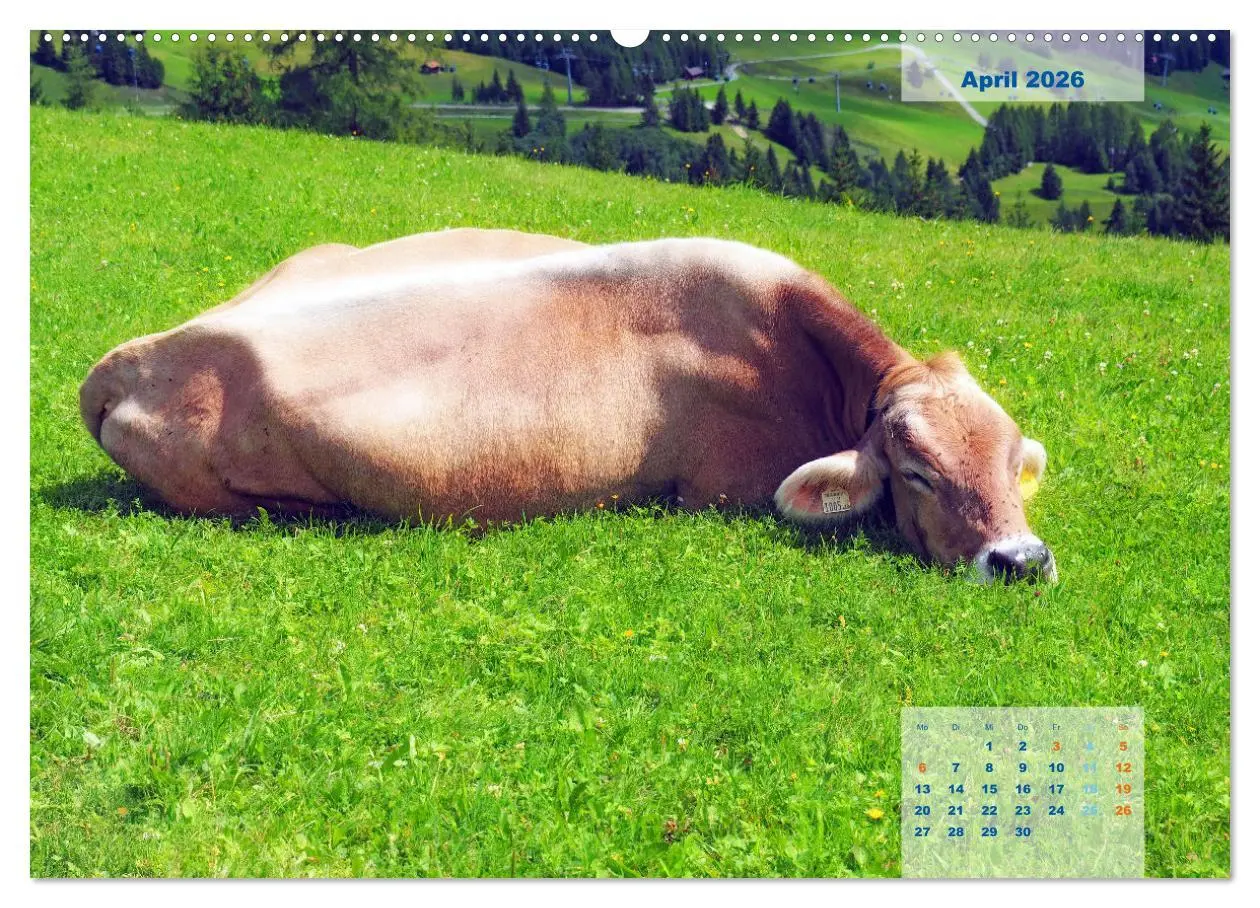 Bild: 9783457738528 | ALLGÄU, im Wandel der Jahreszeiten. (Wandkalender 2026 DIN A2...