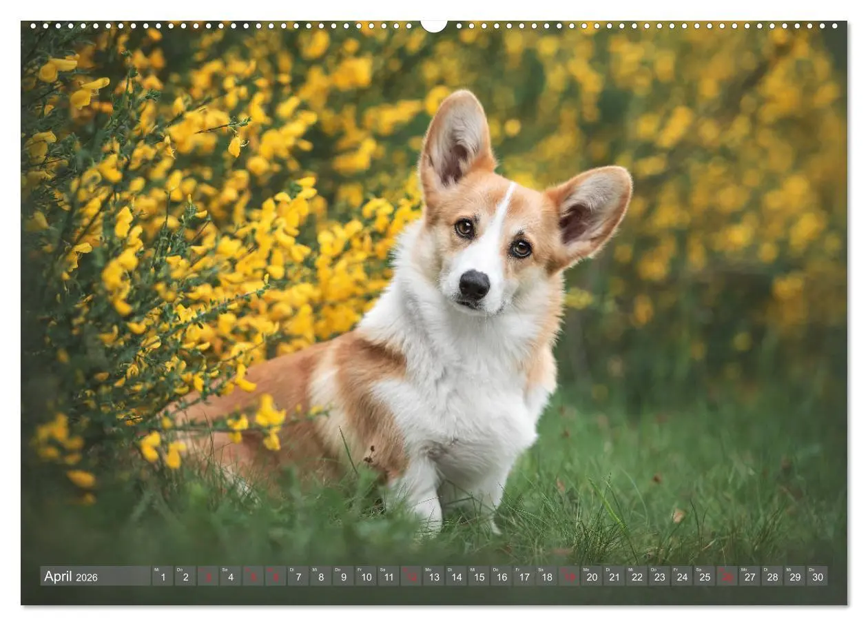 Bild: 9783457658628 | Welsh Corgi - Der Kobold unter den Hunden (hochwertiger Premium...