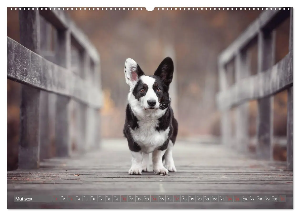 Bild: 9783457658628 | Welsh Corgi - Der Kobold unter den Hunden (hochwertiger Premium...