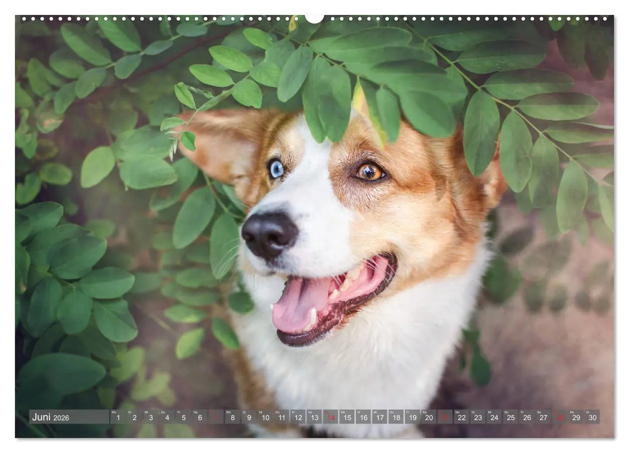 Bild: 9783457658628 | Welsh Corgi - Der Kobold unter den Hunden (hochwertiger Premium...