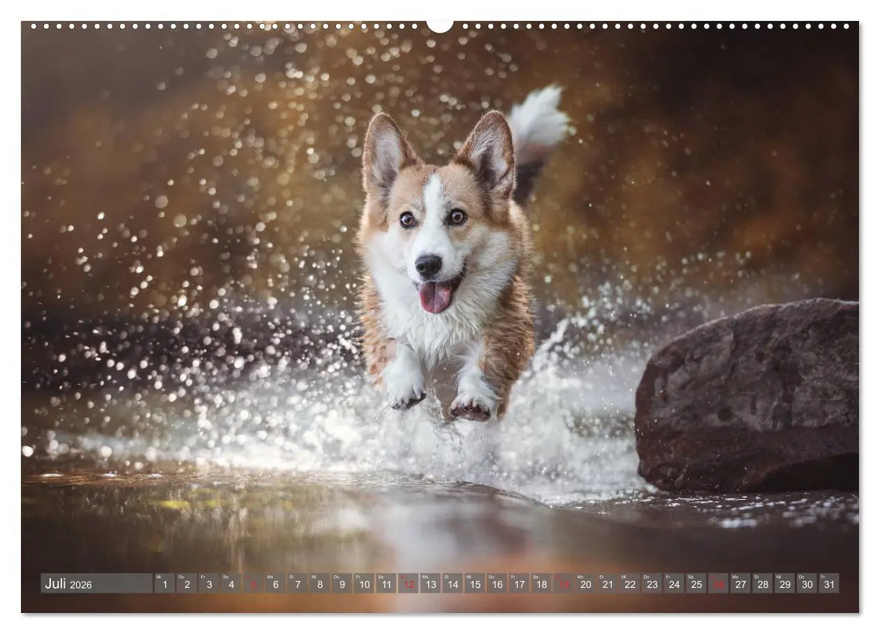 Bild: 9783457658628 | Welsh Corgi - Der Kobold unter den Hunden (hochwertiger Premium...