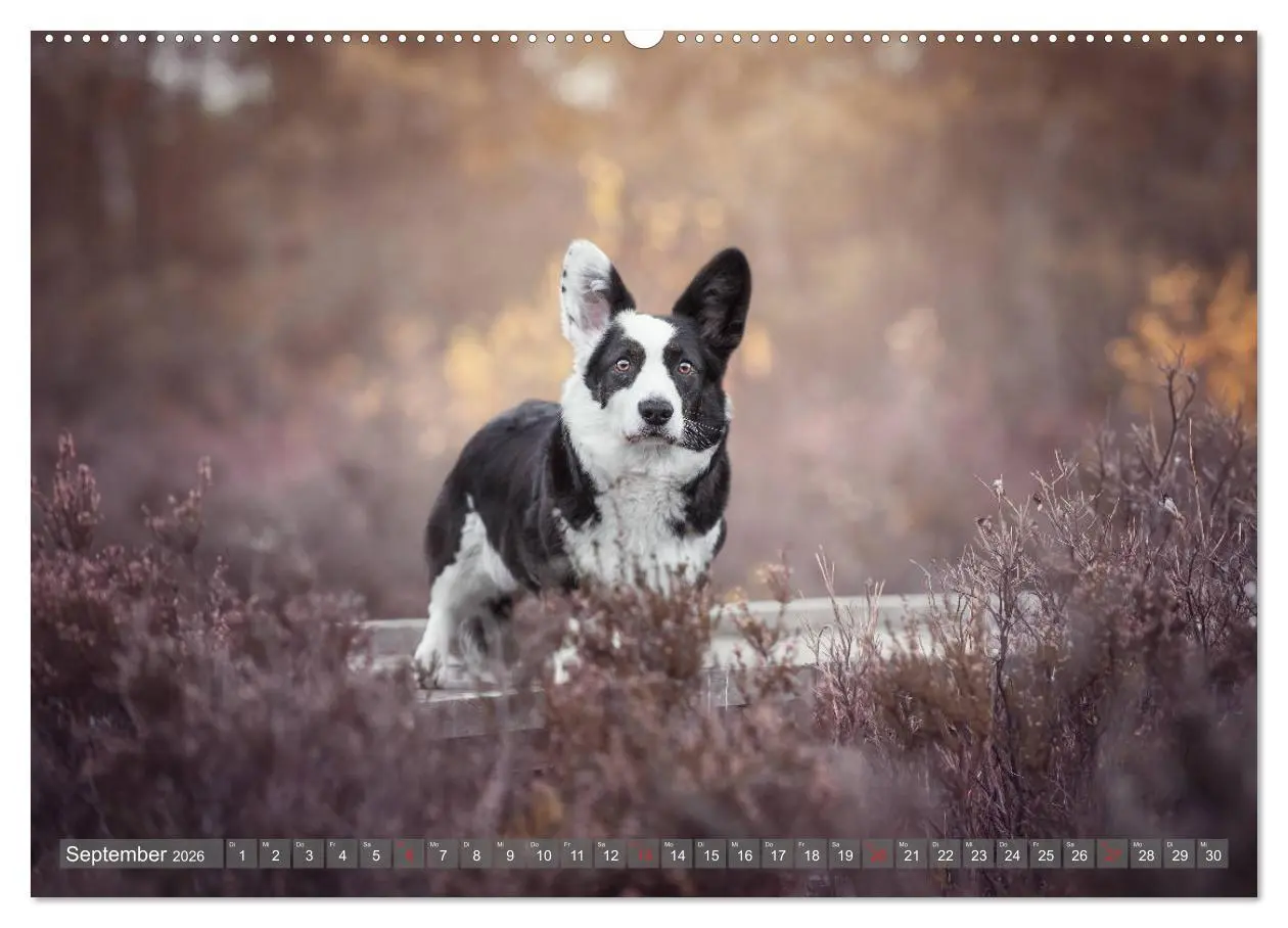 Bild: 9783457658628 | Welsh Corgi - Der Kobold unter den Hunden (hochwertiger Premium...