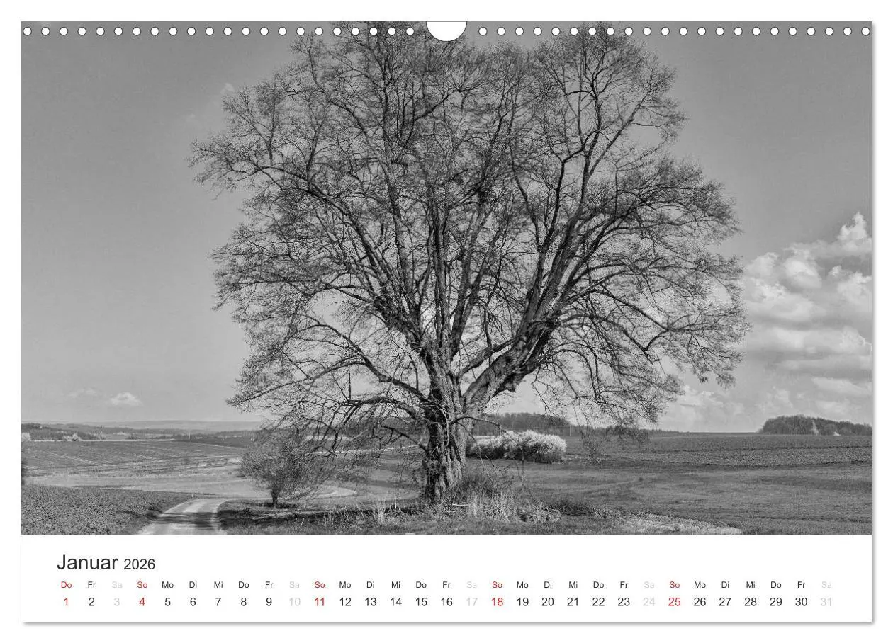 Bild: 9783516118728 | Bäume - Naturschönheiten in schwarz-weiß (Wandkalender 2026 DIN A3...