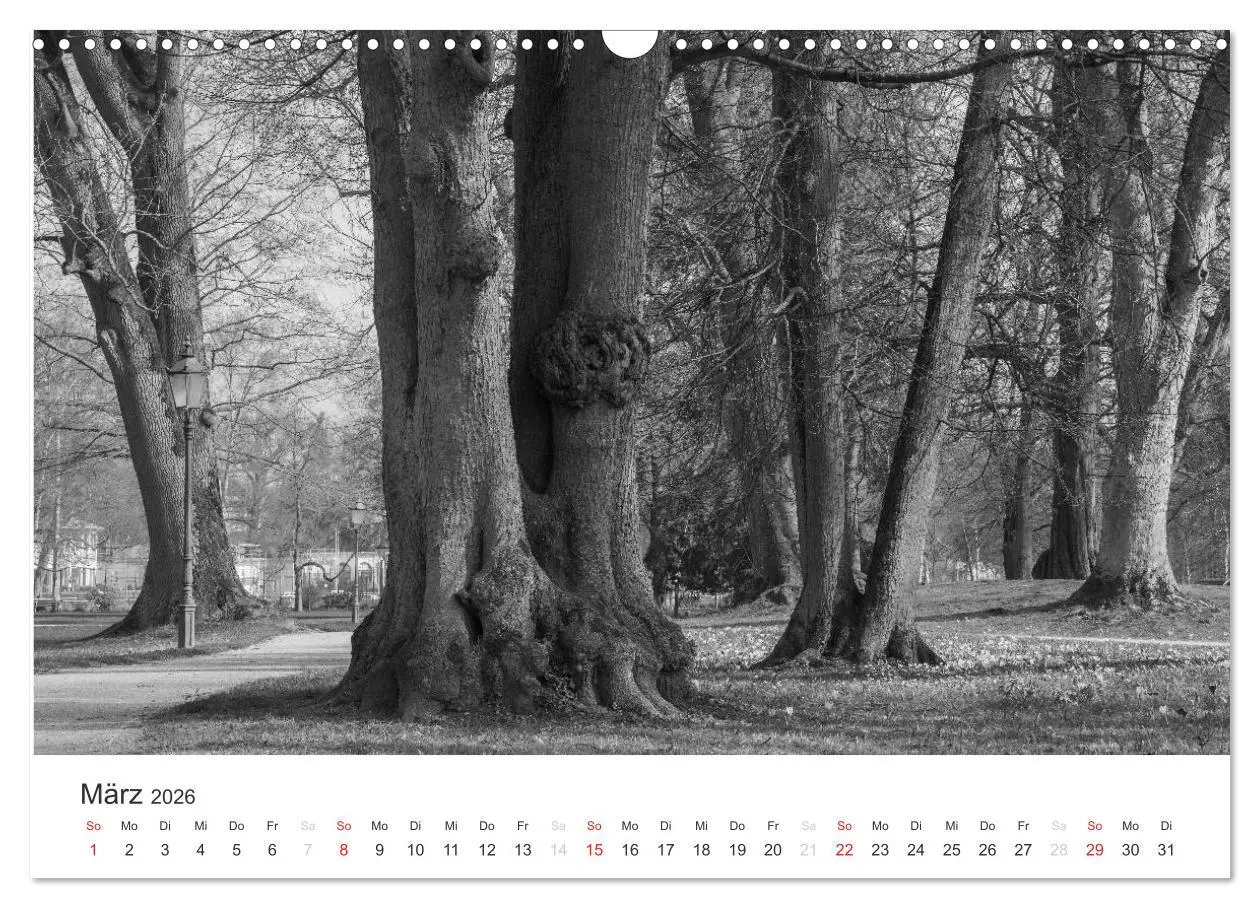 Bild: 9783516118728 | Bäume - Naturschönheiten in schwarz-weiß (Wandkalender 2026 DIN A3...