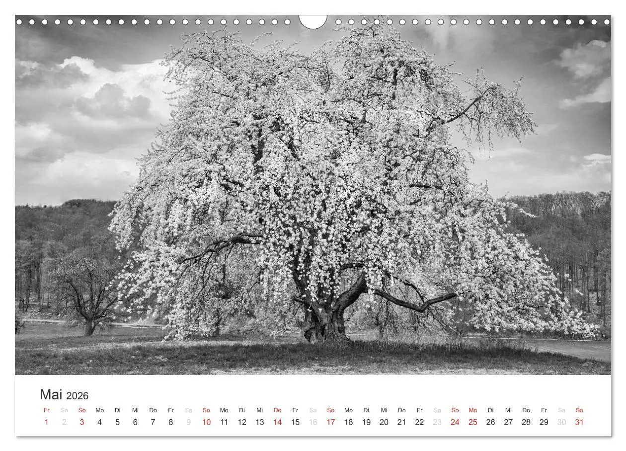 Bild: 9783516118728 | Bäume - Naturschönheiten in schwarz-weiß (Wandkalender 2026 DIN A3...