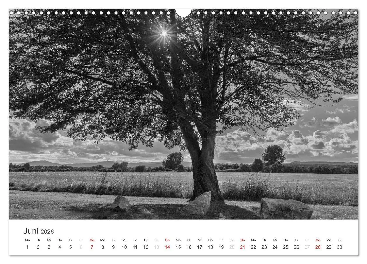 Bild: 9783516118728 | Bäume - Naturschönheiten in schwarz-weiß (Wandkalender 2026 DIN A3...
