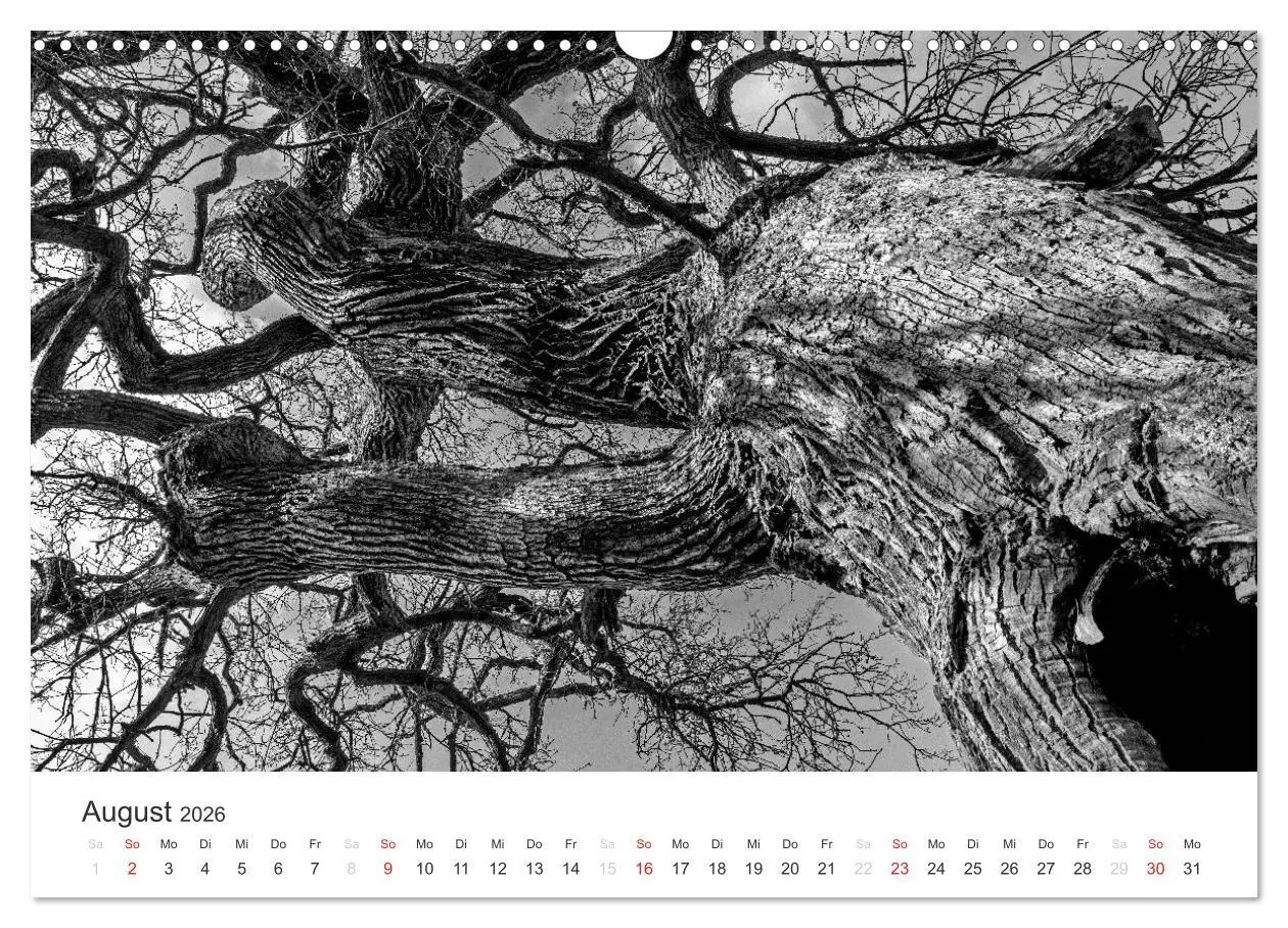 Bild: 9783516118728 | Bäume - Naturschönheiten in schwarz-weiß (Wandkalender 2026 DIN A3...