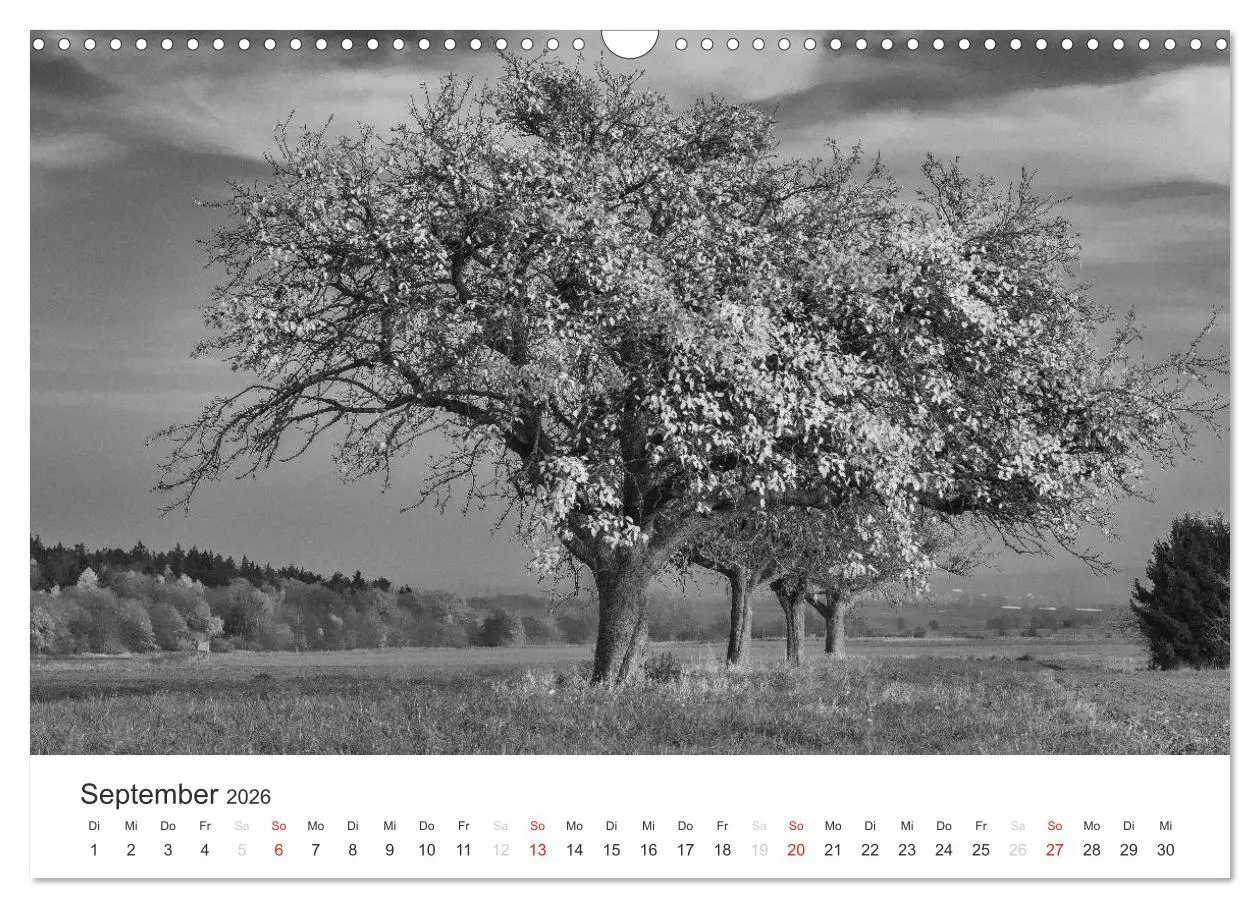 Bild: 9783516118728 | Bäume - Naturschönheiten in schwarz-weiß (Wandkalender 2026 DIN A3...