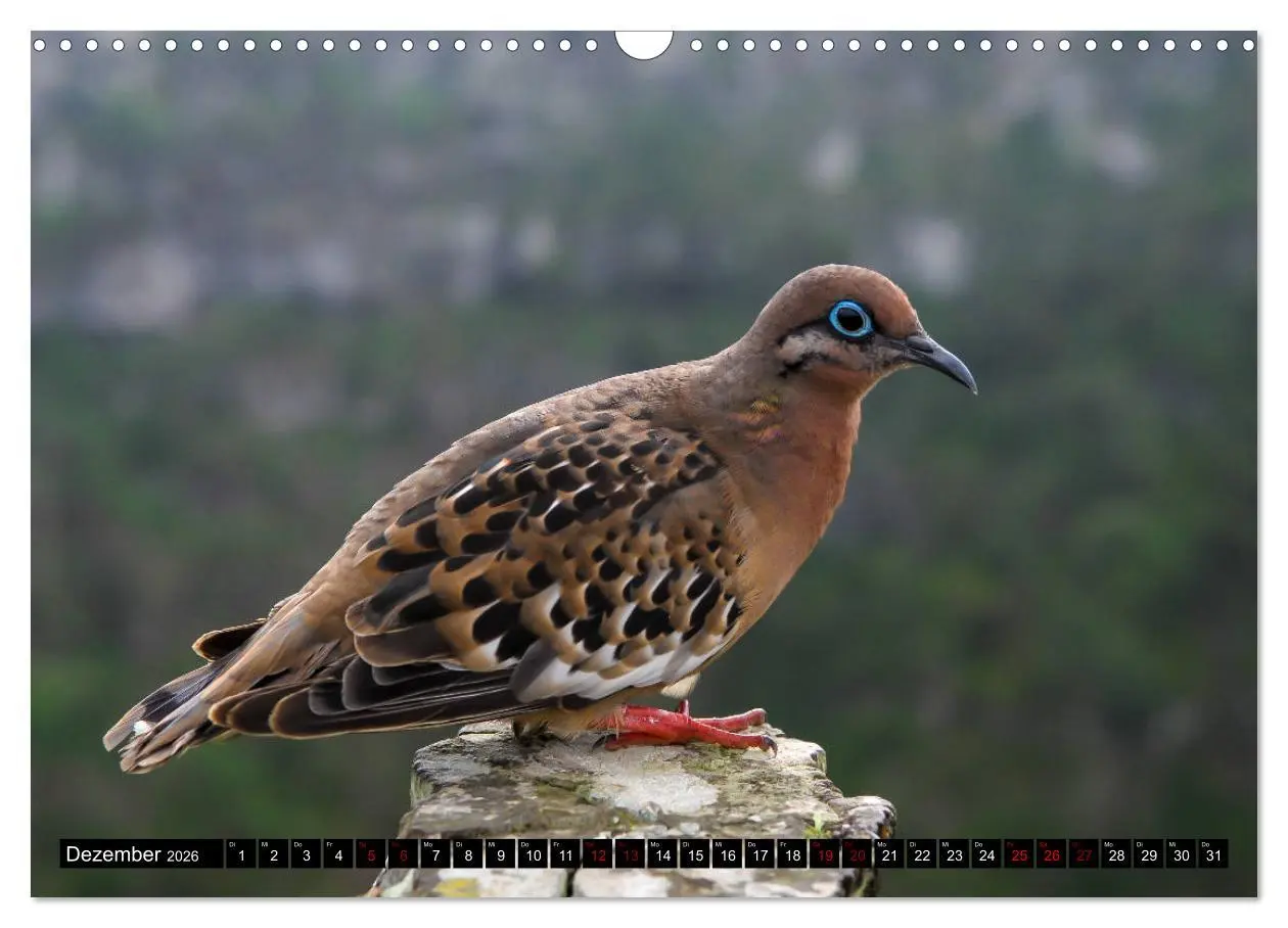 Bild: 9783457868928 | Naturparadies Galapagos - UNESCO Weltkulturerbe (Wandkalender 2026...