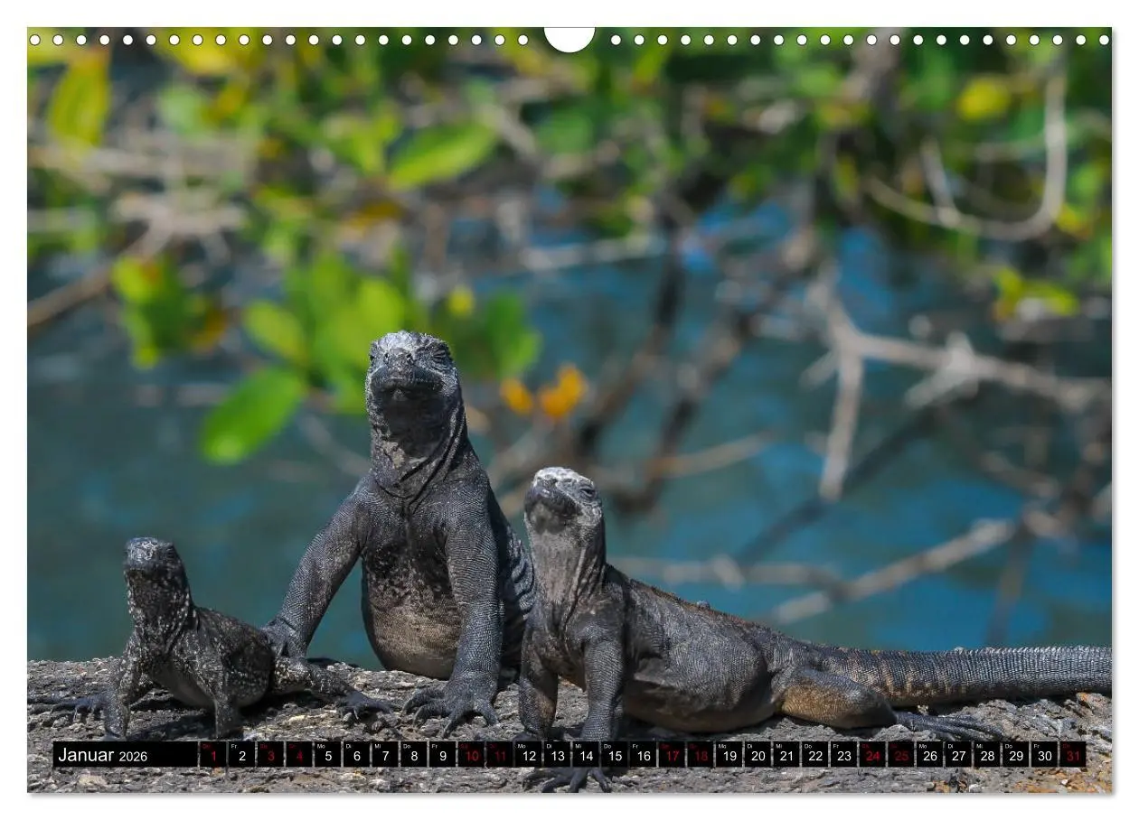 Bild: 9783457868928 | Naturparadies Galapagos - UNESCO Weltkulturerbe (Wandkalender 2026...