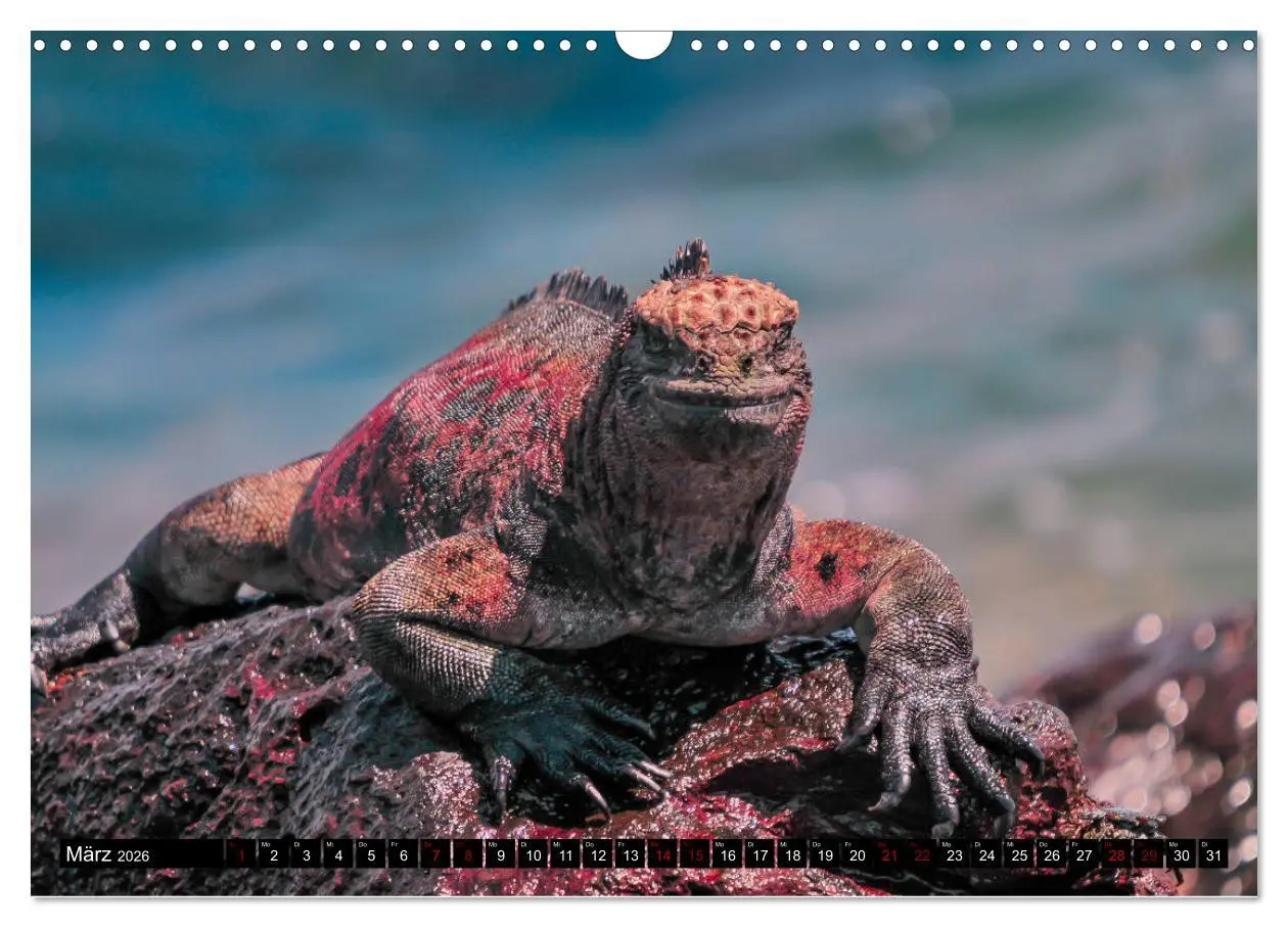 Bild: 9783457868928 | Naturparadies Galapagos - UNESCO Weltkulturerbe (Wandkalender 2026...