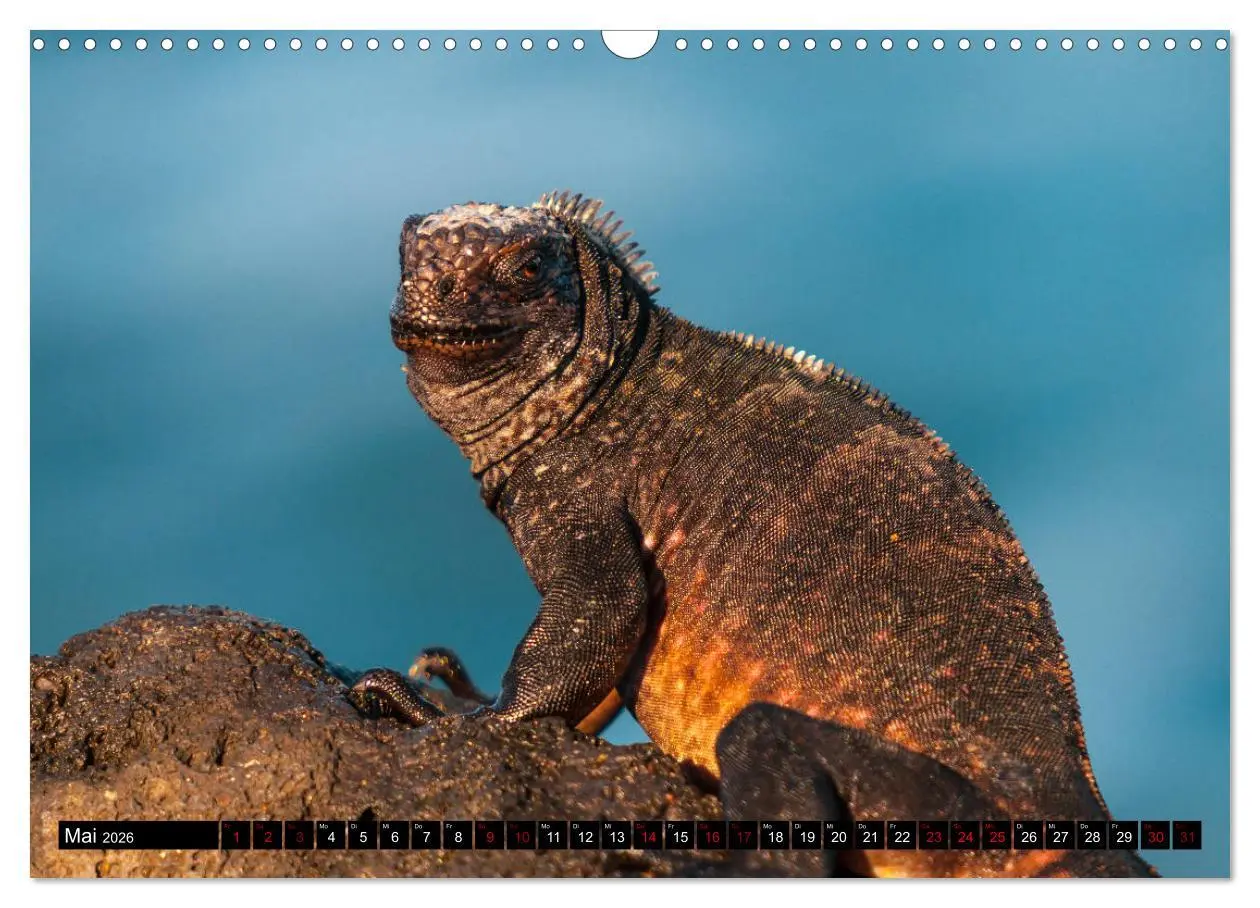 Bild: 9783457868928 | Naturparadies Galapagos - UNESCO Weltkulturerbe (Wandkalender 2026...
