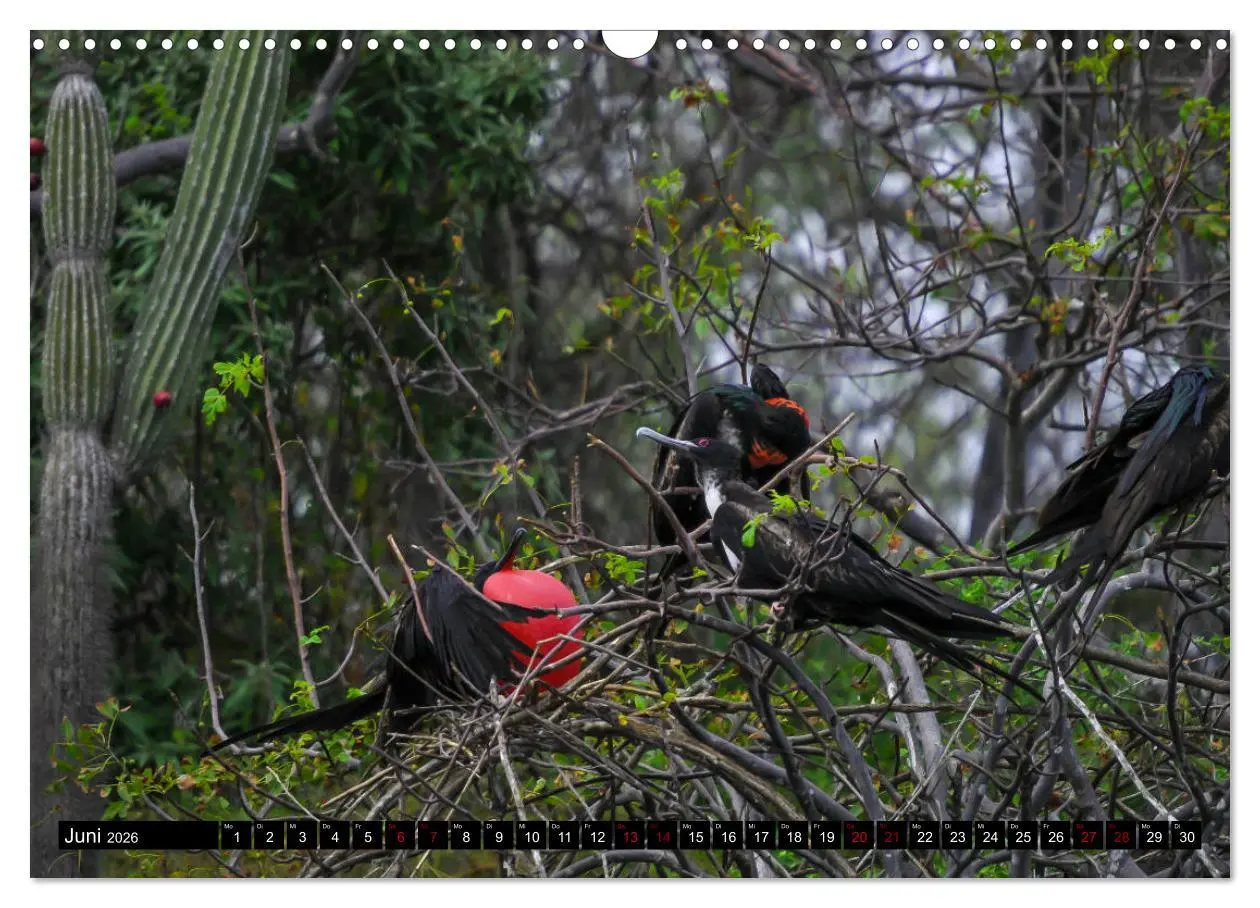 Bild: 9783457868928 | Naturparadies Galapagos - UNESCO Weltkulturerbe (Wandkalender 2026...