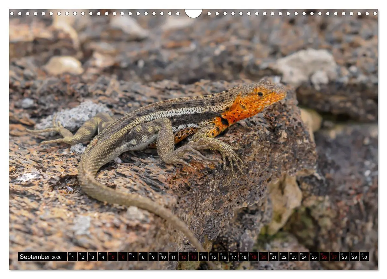 Bild: 9783457868928 | Naturparadies Galapagos - UNESCO Weltkulturerbe (Wandkalender 2026...