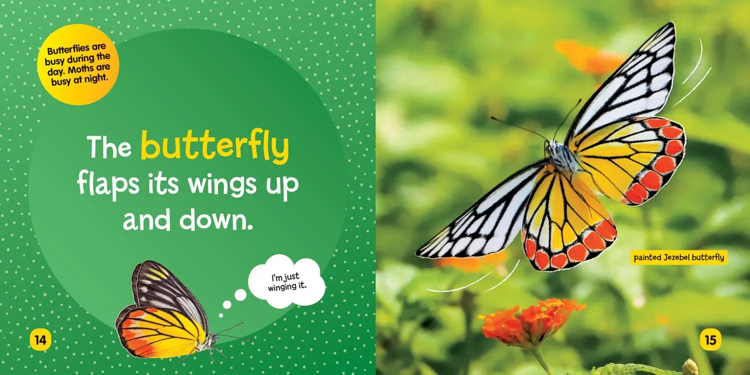 Bild: 9781426339028 | National Geographic Kids Little Kids First Board Book: Insects | Buch