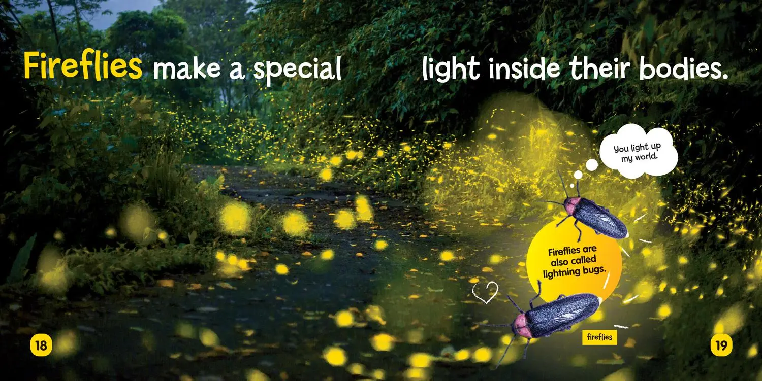 Bild: 9781426339028 | National Geographic Kids Little Kids First Board Book: Insects | Buch