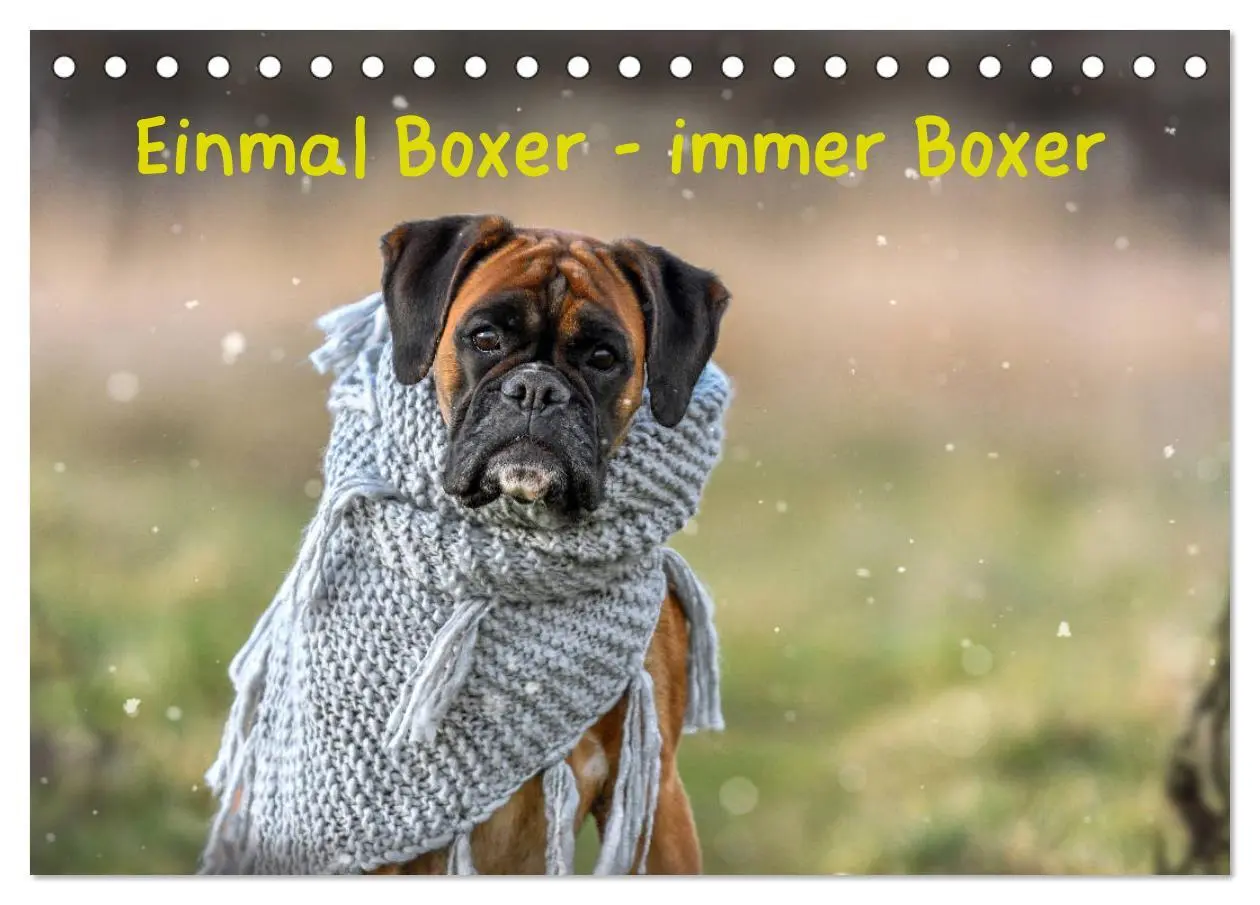 Cover: 9783457749128 | Einmal Boxer - immer Boxer (Tischkalender 2026 DIN A5 quer),...