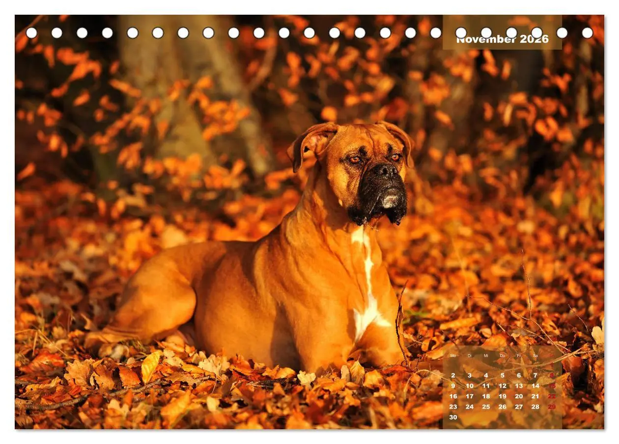 Bild: 9783457749128 | Einmal Boxer - immer Boxer (Tischkalender 2026 DIN A5 quer),...