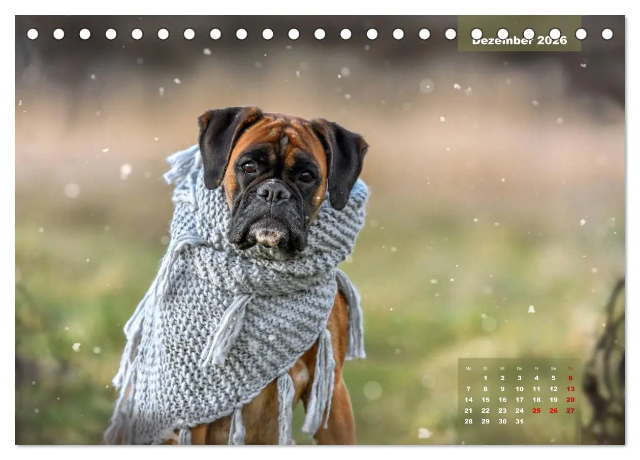 Bild: 9783457749128 | Einmal Boxer - immer Boxer (Tischkalender 2026 DIN A5 quer),...