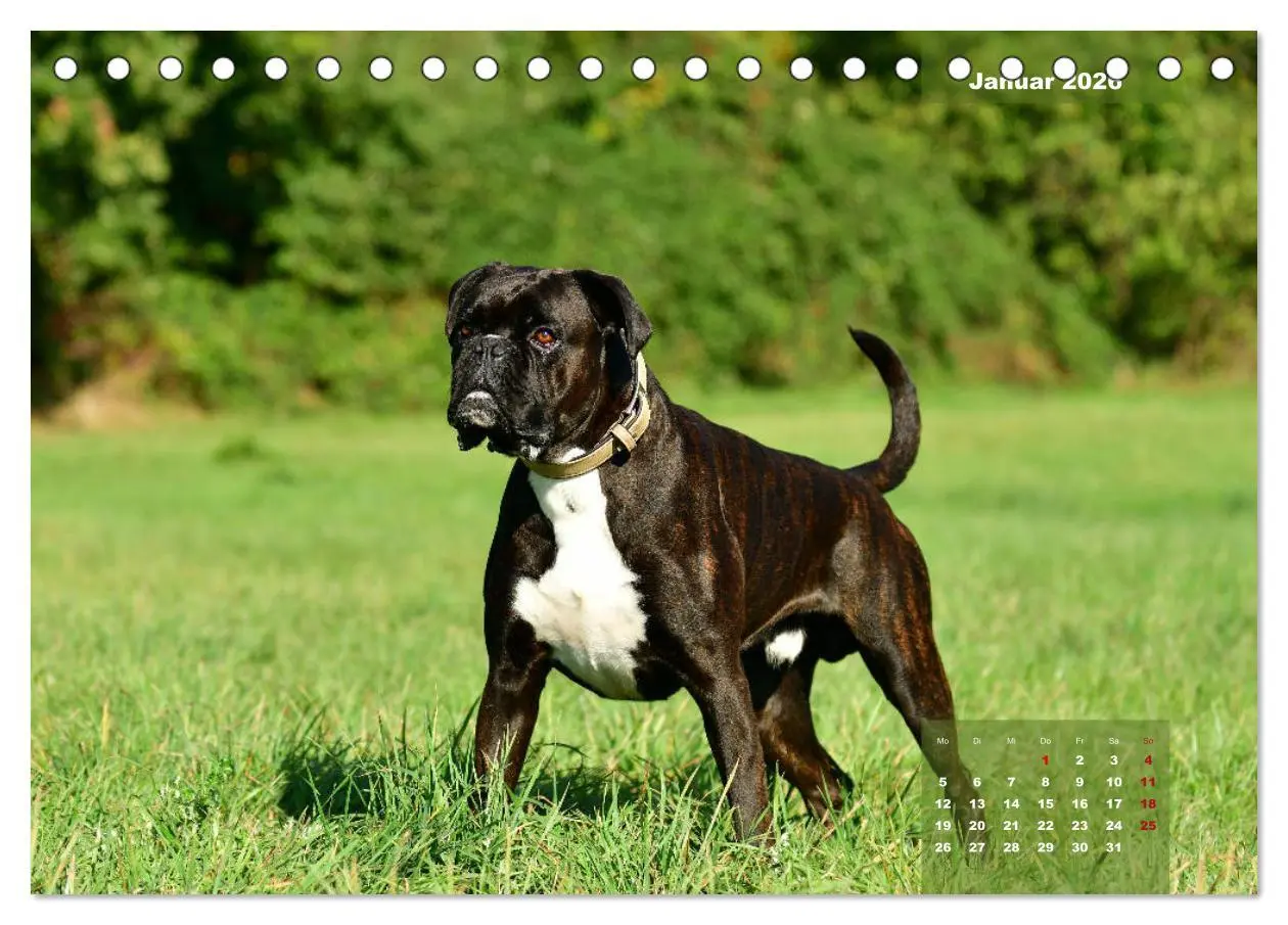 Bild: 9783457749128 | Einmal Boxer - immer Boxer (Tischkalender 2026 DIN A5 quer),...