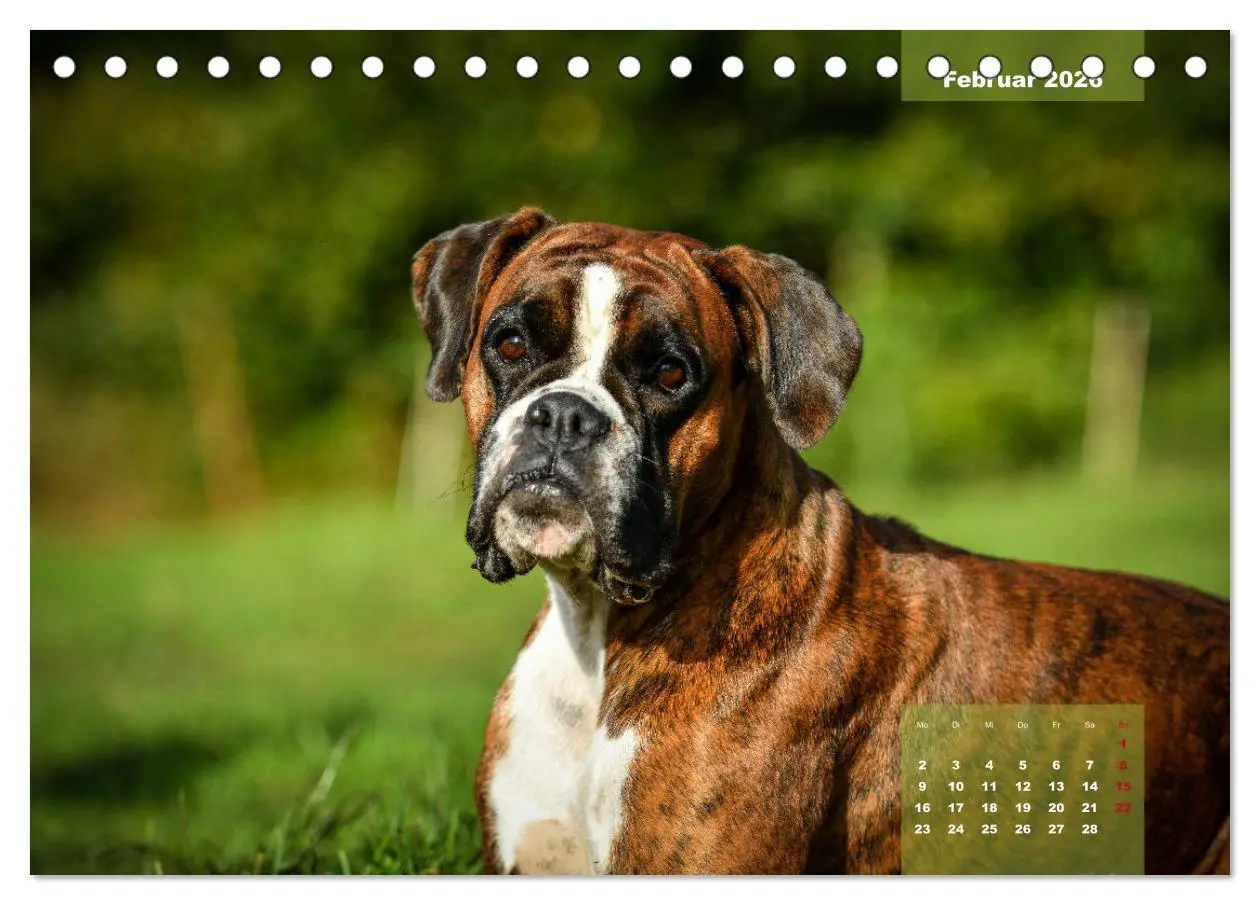 Bild: 9783457749128 | Einmal Boxer - immer Boxer (Tischkalender 2026 DIN A5 quer),...
