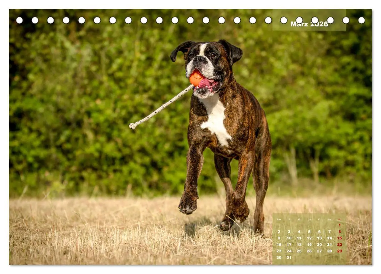 Bild: 9783457749128 | Einmal Boxer - immer Boxer (Tischkalender 2026 DIN A5 quer),...