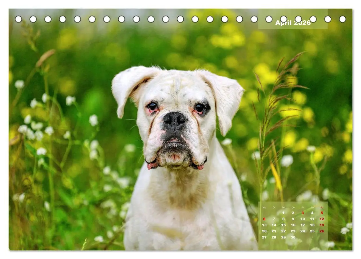Bild: 9783457749128 | Einmal Boxer - immer Boxer (Tischkalender 2026 DIN A5 quer),...