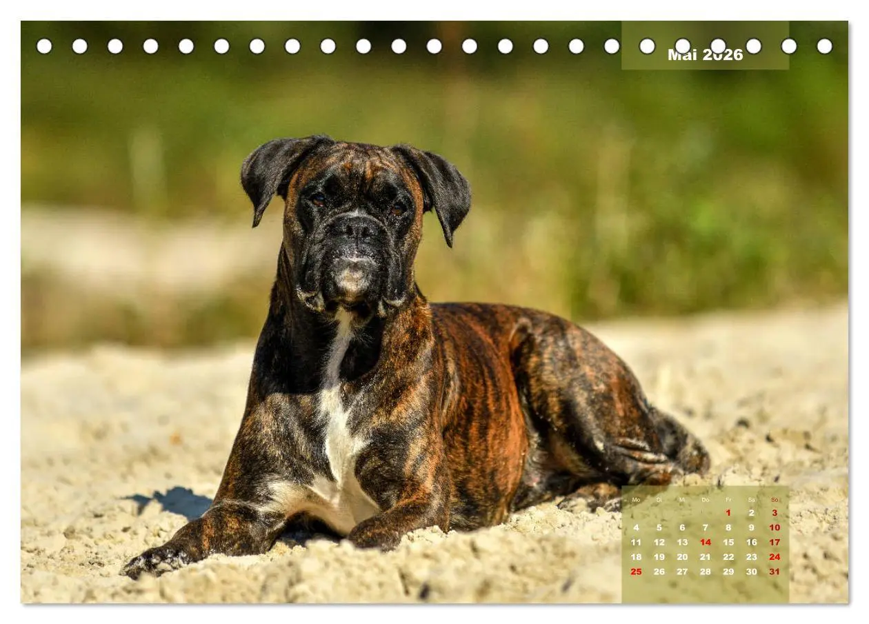 Bild: 9783457749128 | Einmal Boxer - immer Boxer (Tischkalender 2026 DIN A5 quer),...