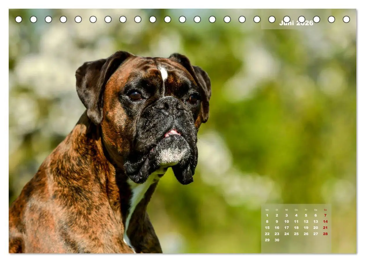 Bild: 9783457749128 | Einmal Boxer - immer Boxer (Tischkalender 2026 DIN A5 quer),...