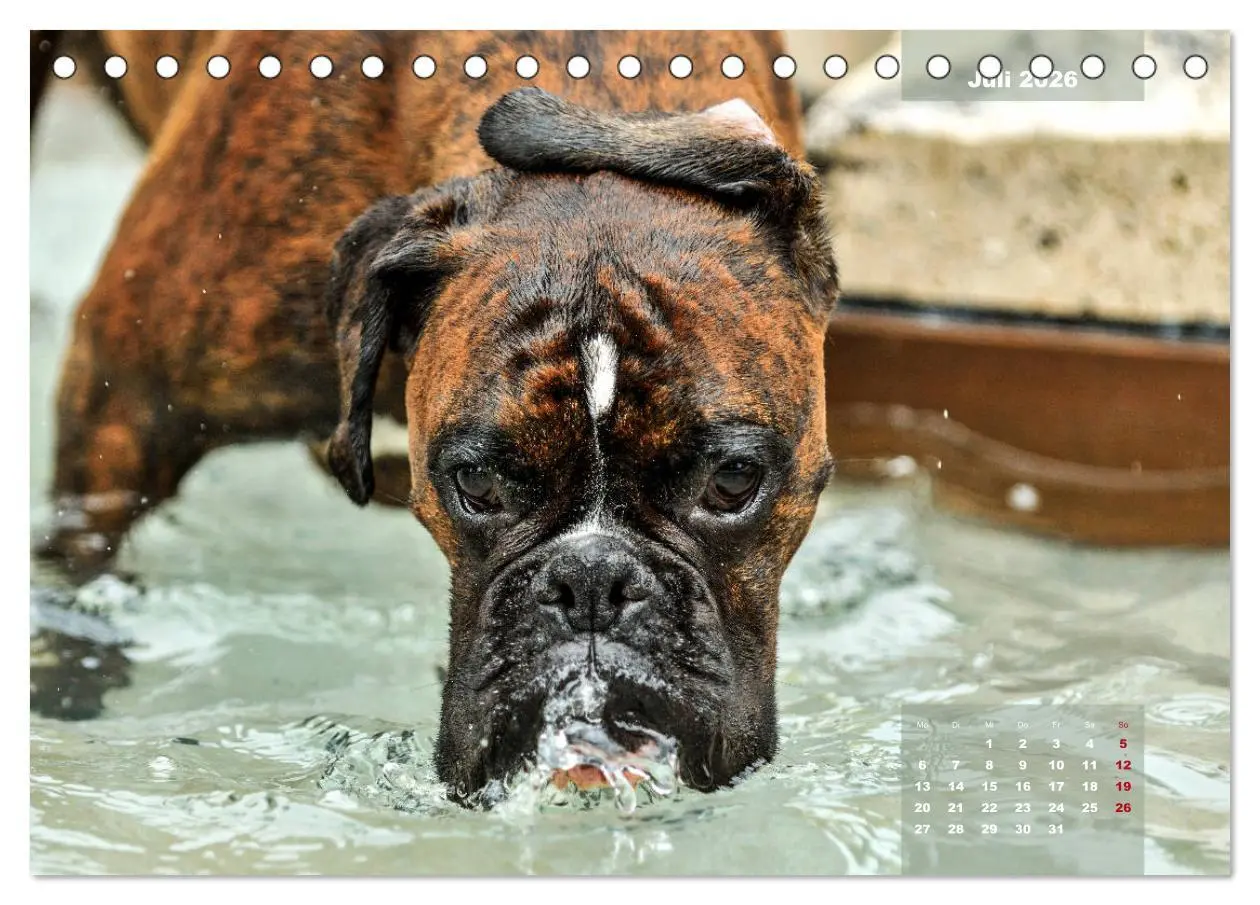 Bild: 9783457749128 | Einmal Boxer - immer Boxer (Tischkalender 2026 DIN A5 quer),...