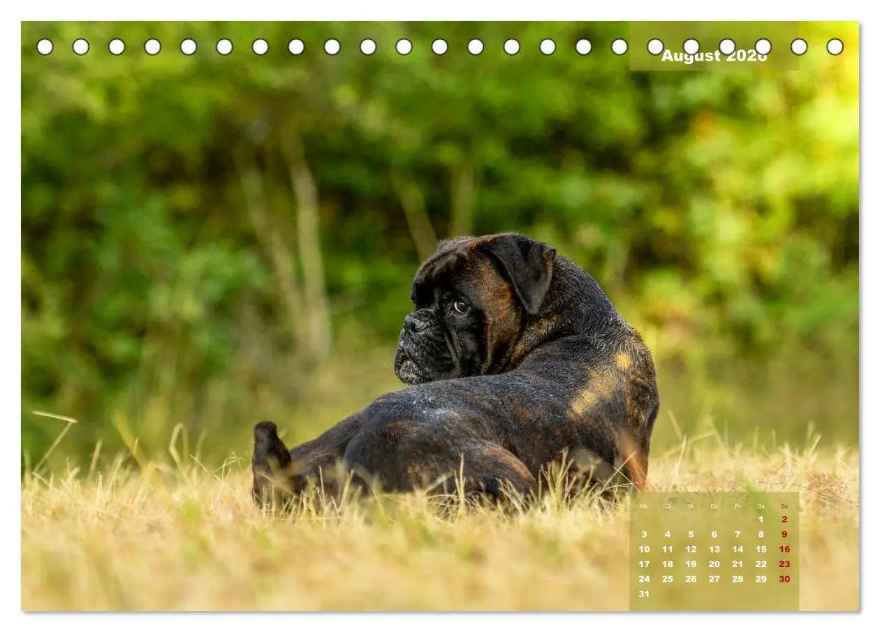 Bild: 9783457749128 | Einmal Boxer - immer Boxer (Tischkalender 2026 DIN A5 quer),...