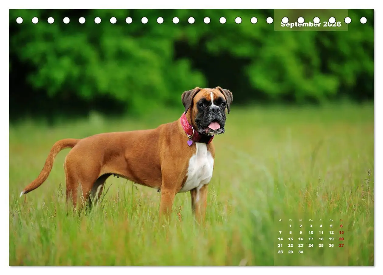 Bild: 9783457749128 | Einmal Boxer - immer Boxer (Tischkalender 2026 DIN A5 quer),...