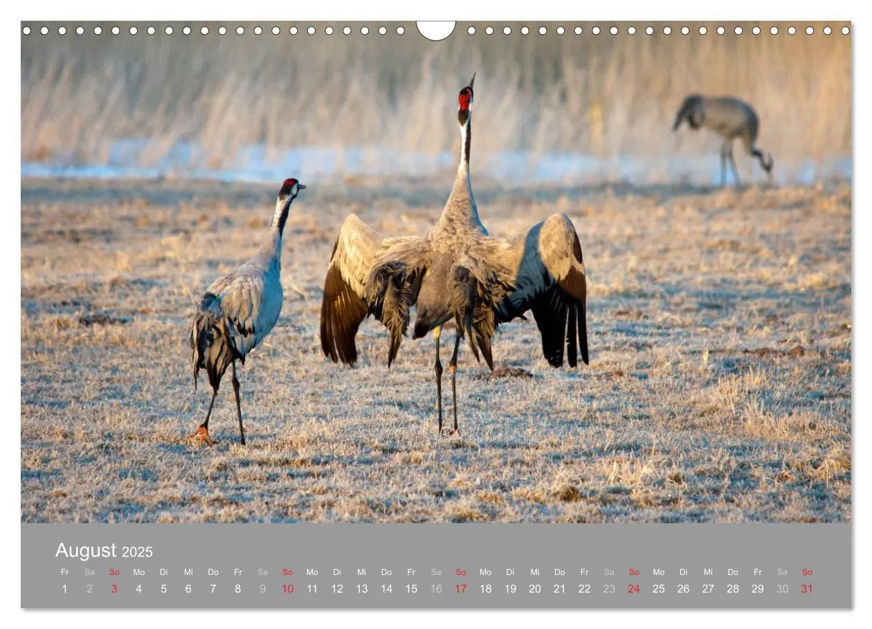 Bild: 9783435649228 | Kraniche in Vorpommern (Wandkalender 2025 DIN A3 quer), CALVENDO...