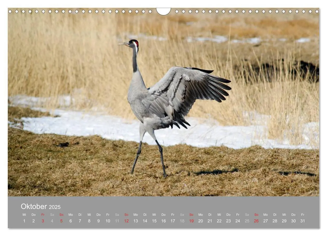 Bild: 9783435649228 | Kraniche in Vorpommern (Wandkalender 2025 DIN A3 quer), CALVENDO...