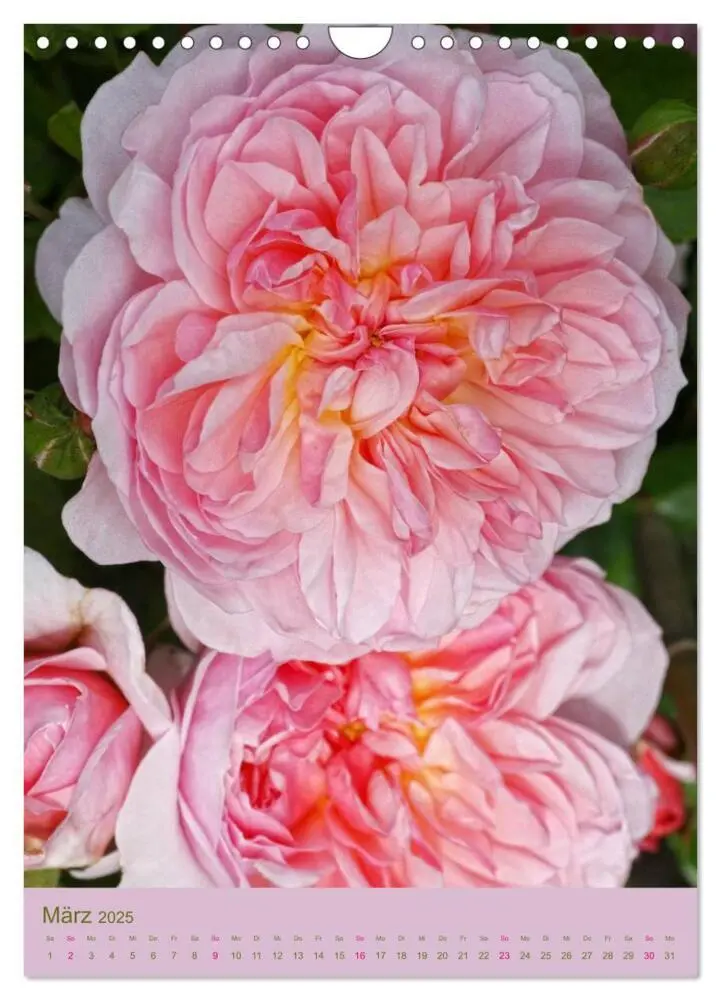 Bild: 9783457049228 | Rosen Symphonie (Wandkalender 2025 DIN A4 hoch), CALVENDO...