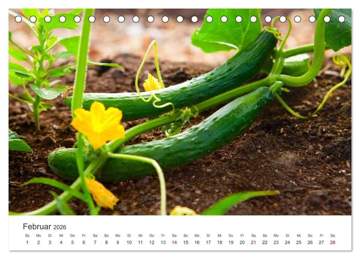 Bild: 9783457419328 | Frisches aus dem Gemüsegarten (Tischkalender 2026 DIN A5 quer),...