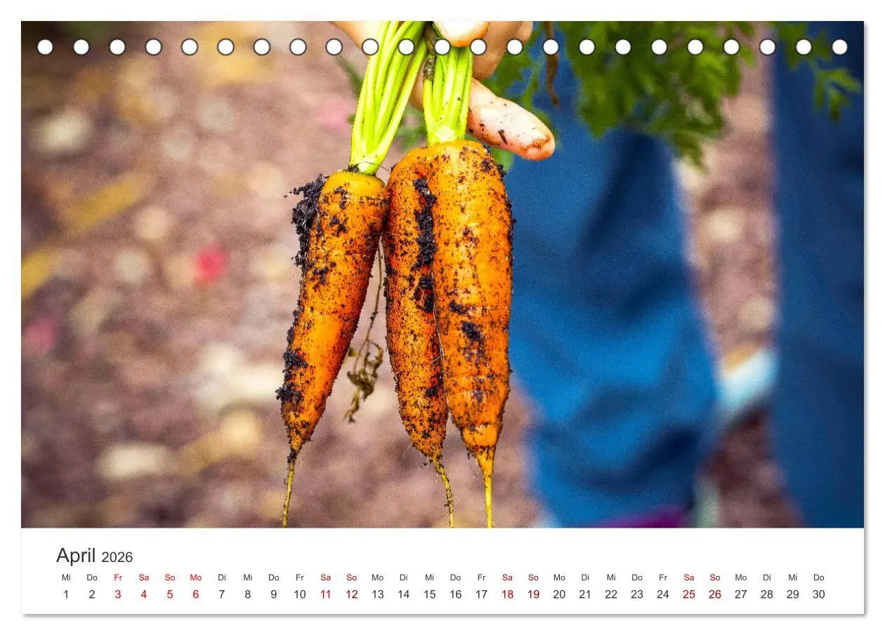 Bild: 9783457419328 | Frisches aus dem Gemüsegarten (Tischkalender 2026 DIN A5 quer),...