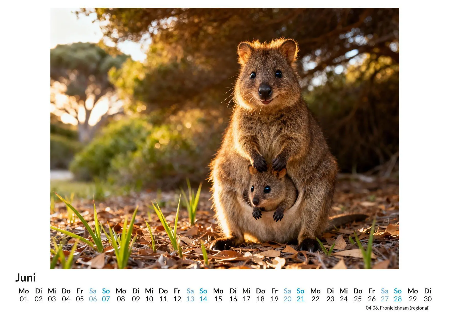 Bild: 9783695329328 | Quokka | Sophia Neumann | Kalender | Deutsch | 2026 | FlipFlop