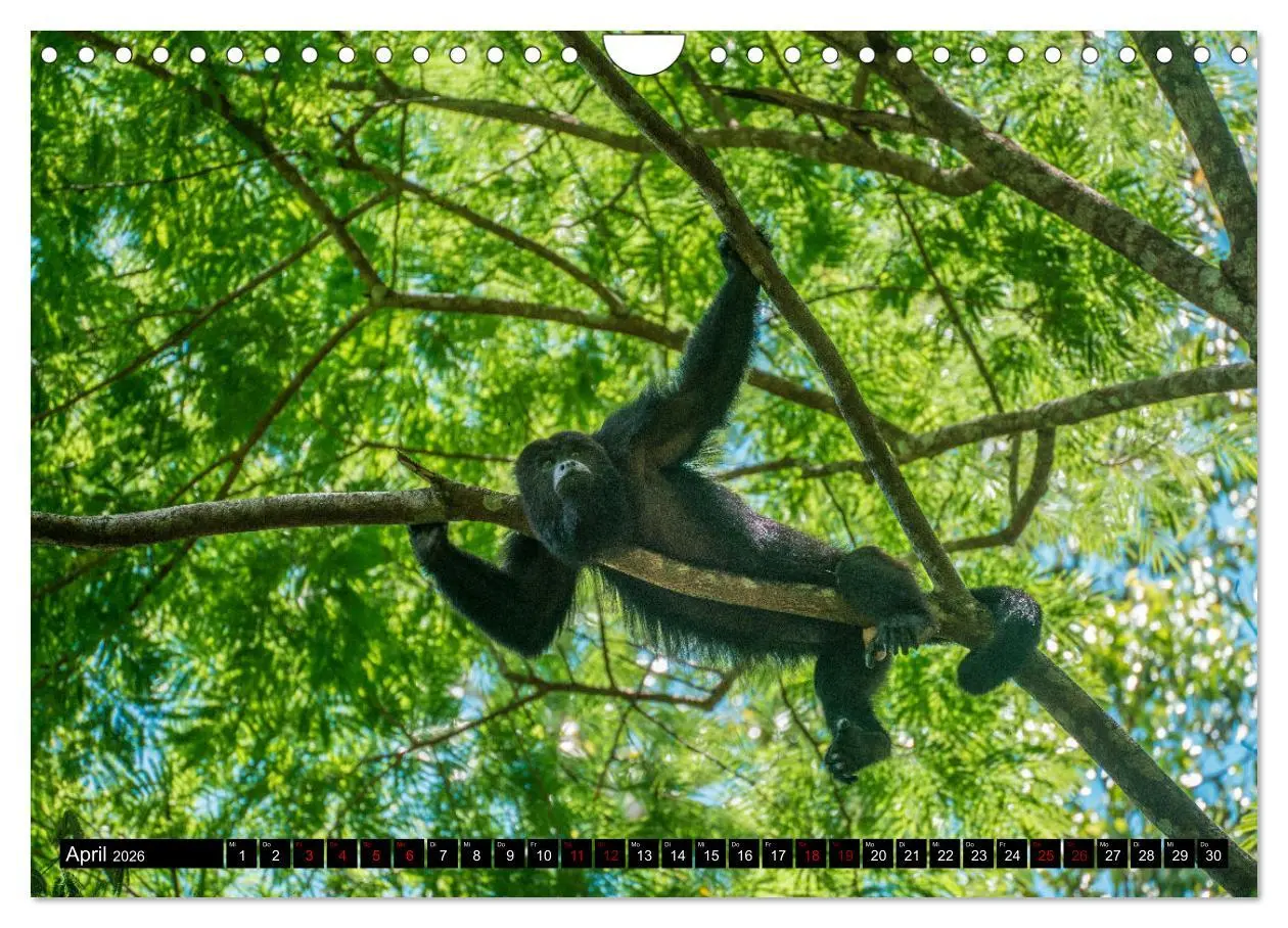Bild: 9783457559628 | Spektakuläres Guatemala (Wandkalender 2026 DIN A4 quer), CALVENDO...