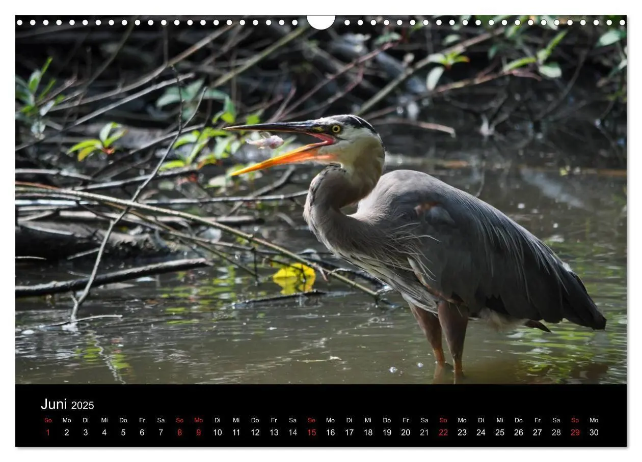 Bild: 9783435769728 | Vancouver und Vancouver Island 2025 (Wandkalender 2025 DIN A3...