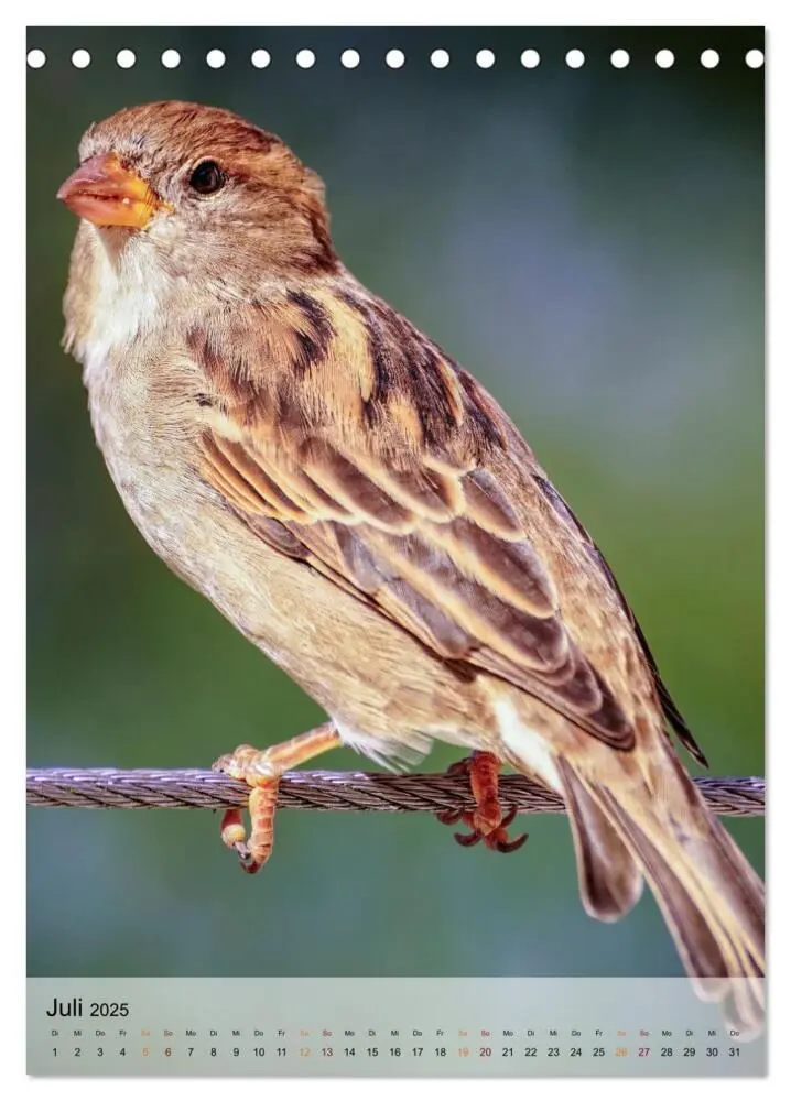Bild: 9783435930029 | Vögel - gefiederte Freunde in unserer Natur (Tischkalender 2025 DIN...