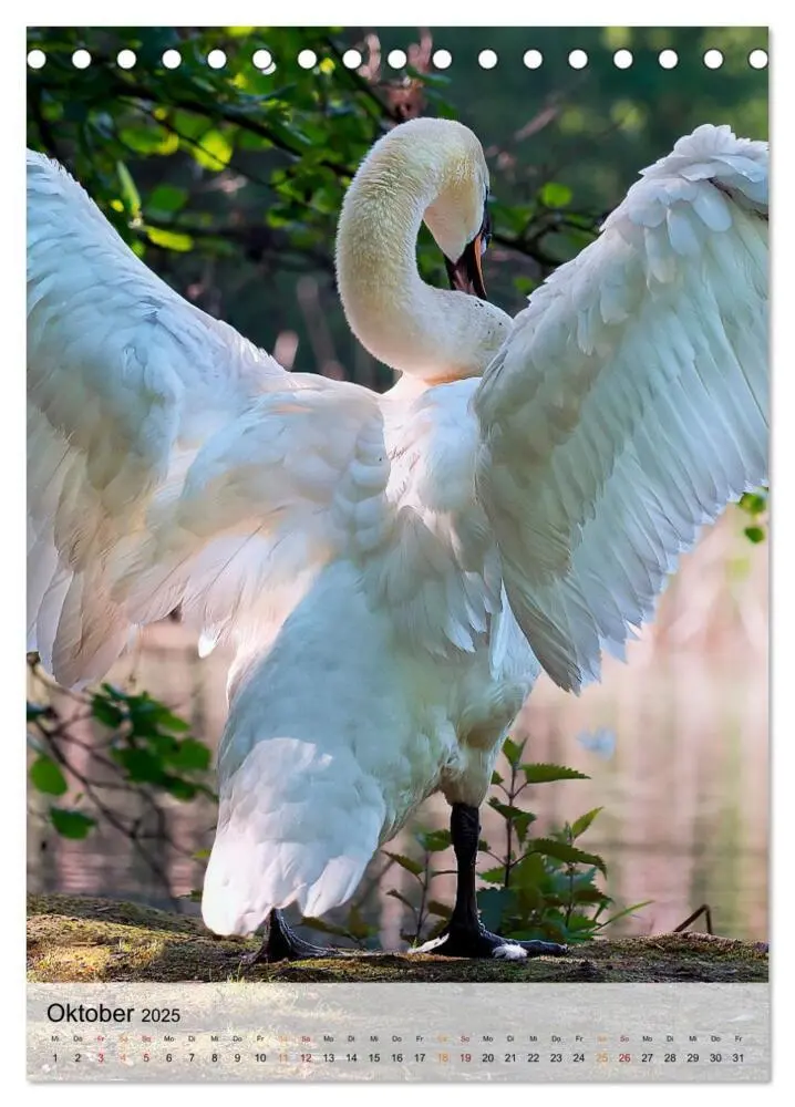 Bild: 9783435930029 | Vögel - gefiederte Freunde in unserer Natur (Tischkalender 2025 DIN...