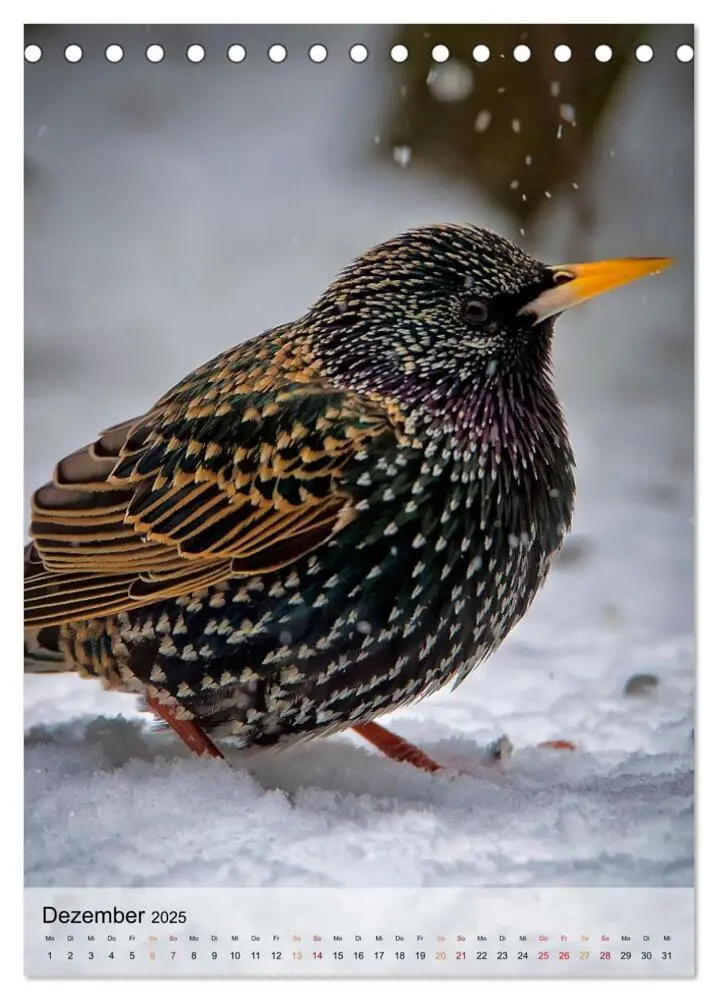 Bild: 9783435930029 | Vögel - gefiederte Freunde in unserer Natur (Tischkalender 2025 DIN...