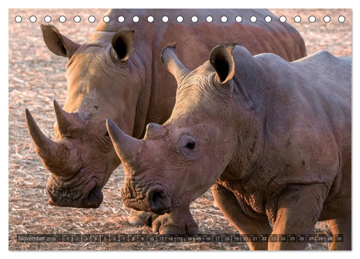 Bild: 9783457940129 | ETOSHA - Namibia Highlights (Tischkalender 2026 DIN A5 quer),...