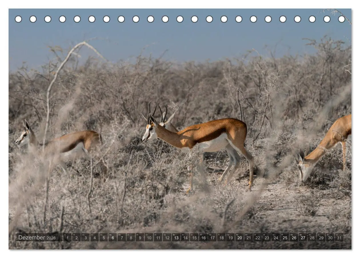 Bild: 9783457940129 | ETOSHA - Namibia Highlights (Tischkalender 2026 DIN A5 quer),...
