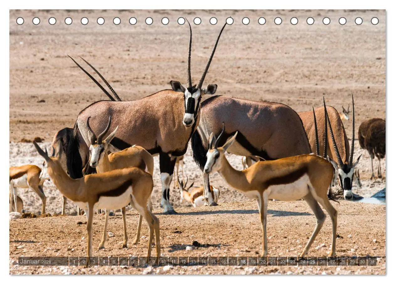Bild: 9783457940129 | ETOSHA - Namibia Highlights (Tischkalender 2026 DIN A5 quer),...